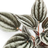 Peperomia 'Mendoza' close-up of leaf on white background.
