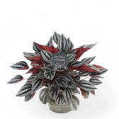 Peperomia 'Mendoza' potted plant in nursery pot on white background.