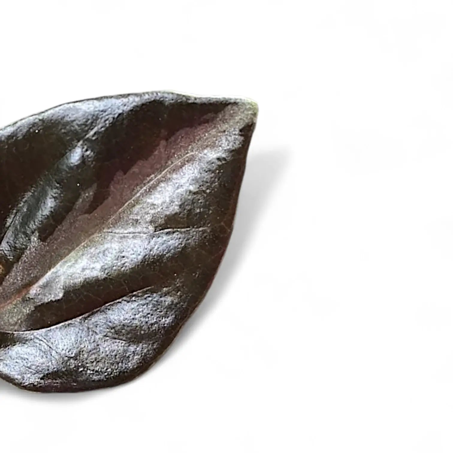 Peperomia metallica 'Colombiana' close-up of leaf on white background.