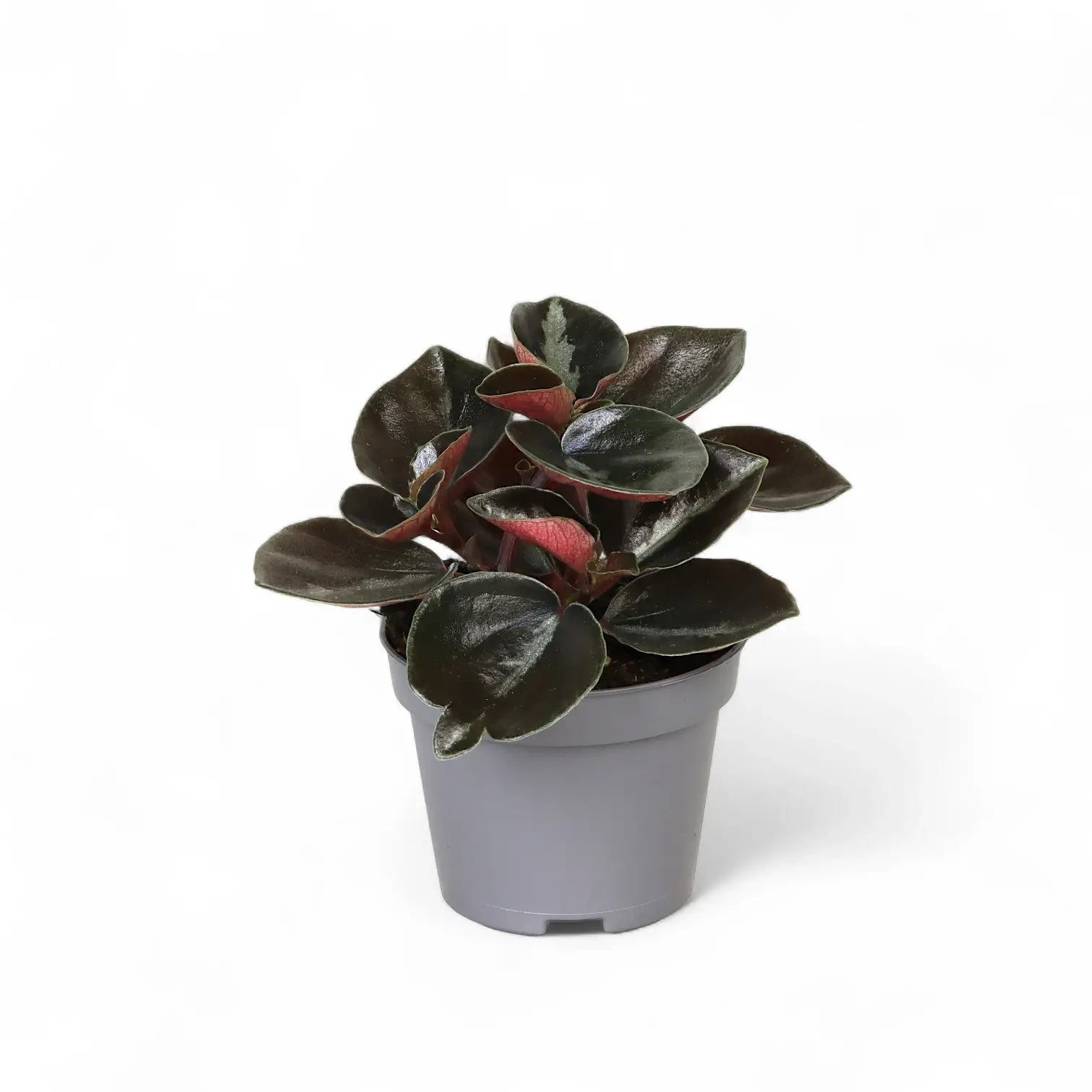 Peperomia metallica 'Colombiana' potted plant in nursery pot on white background.