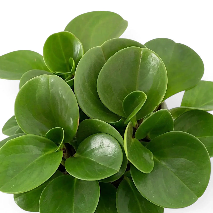 Dichtes Laub der Peperomia obtusifolia von oben mit dicken, rundlichen grünen Blättern.