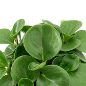 Peperomia obtusifolia leaf cluster showing smooth, fleshy oval leaves.