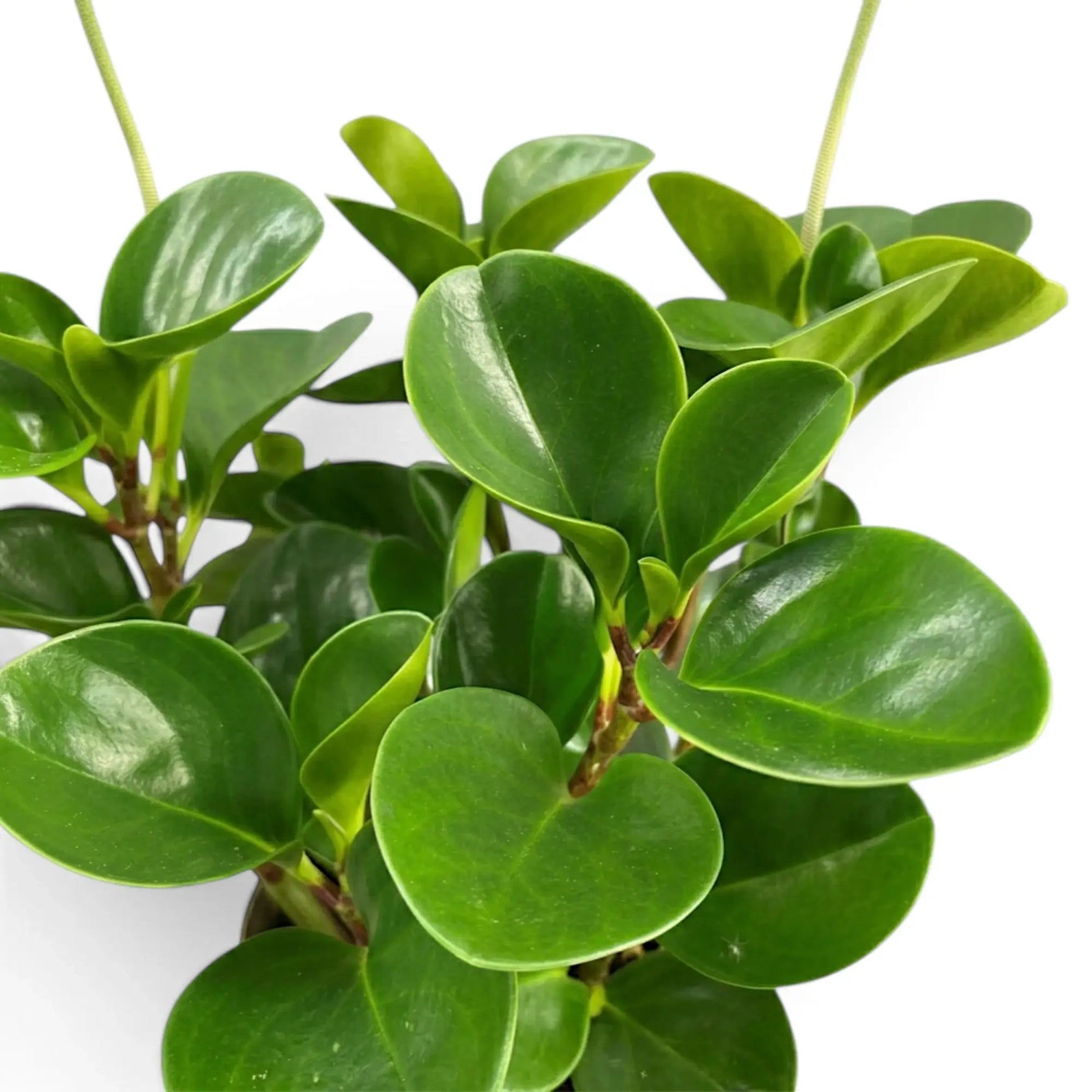 Glossy Peperomia obtusifolia foliage with upright flower spikes.