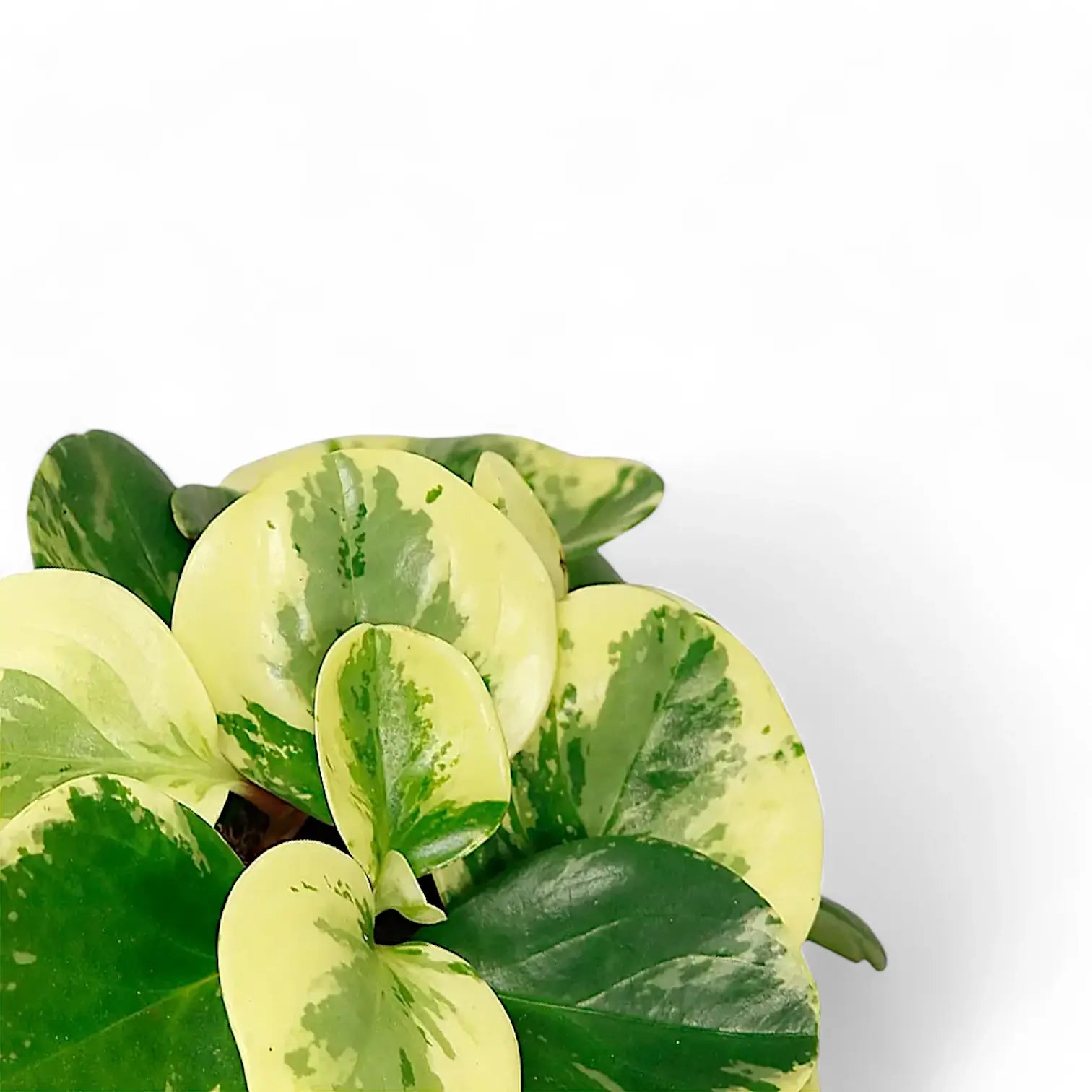 Nahaufnahme eines Blatts von Peperomia obtusifolia 'Green Gold' vor weißem Hintergrund.