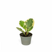 Peperomia obtusifolia 'Green Gold' potted plant in nursery pot on white background.