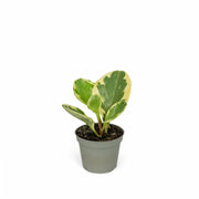 Peperomia obtusifolia 'Green Gold' potted plant in nursery pot on white background.