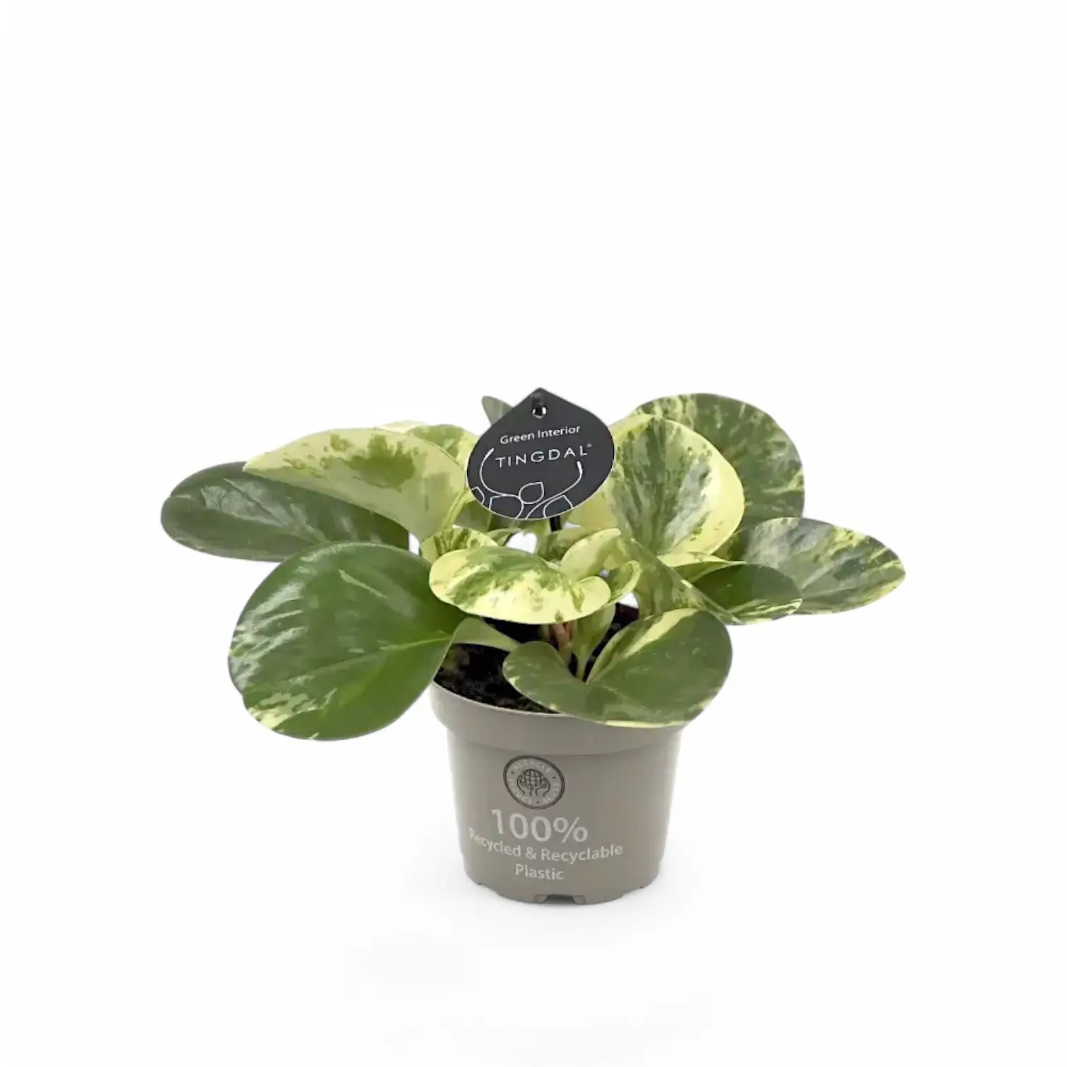 Peperomia obtusifolia 'Green Gold' potted plant in nursery pot on white background.