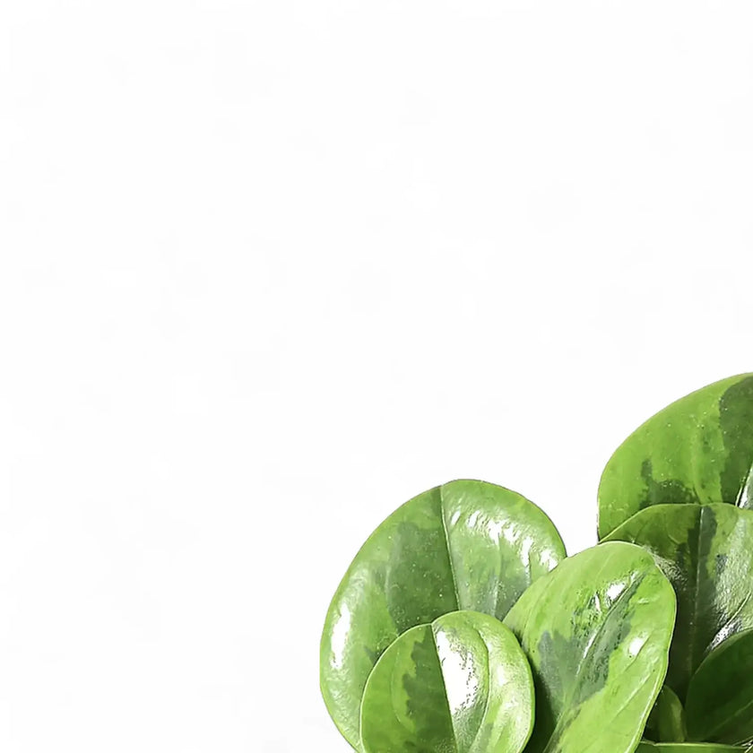 Peperomia obtusifolia 'Lime' leaf detail on white background.