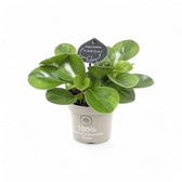 Peperomia obtusifolia 'Lime' potted plant in nursery pot on white background.