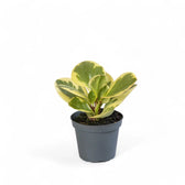 Peperomia obtusifolia 'Obtipan Bicolor' potted plant in nursery pot on white background.