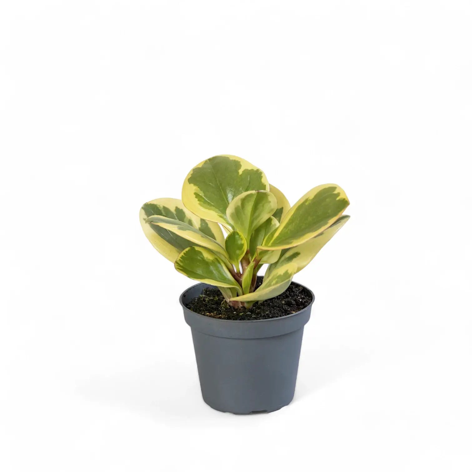 Peperomia obtusifolia 'Obtipan Bicolor' potted plant in nursery pot on white background.