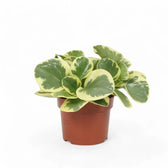Peperomia obtusifolia 'Obtipan Bicolor' potted plant in nursery pot on white background.