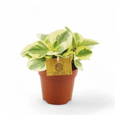 Peperomia obtusifolia 'Obtipan Bicolor' potted plant in nursery pot on white background.