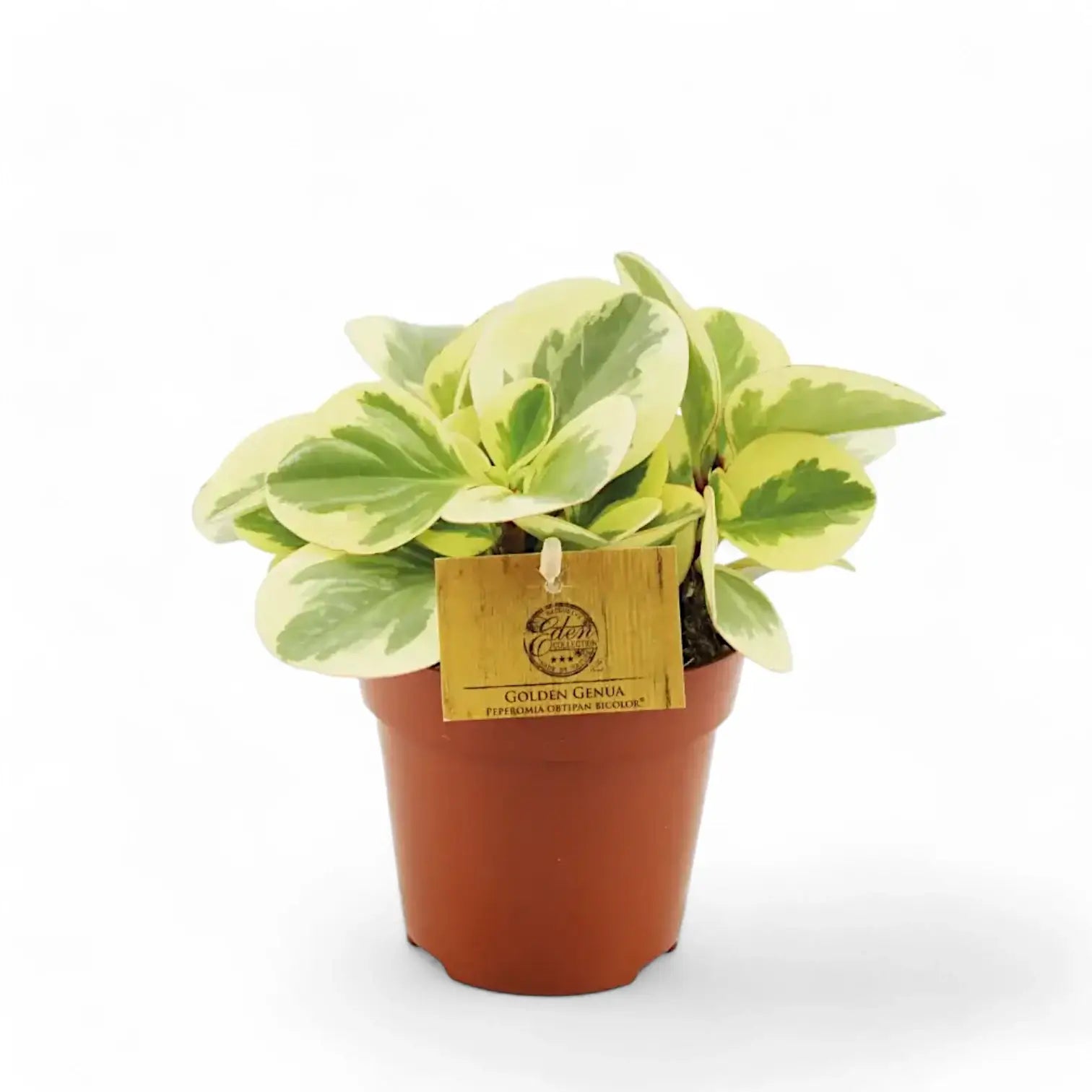 Peperomia obtusifolia 'Obtipan Bicolor' potted plant in nursery pot on white background.
