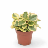 Peperomia obtusifolia 'Obtipan Bicolor' potted plant in nursery pot on white background.