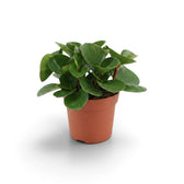 Compact Peperomia obtusifolia in a nursery pot with thick rounded leaves.
