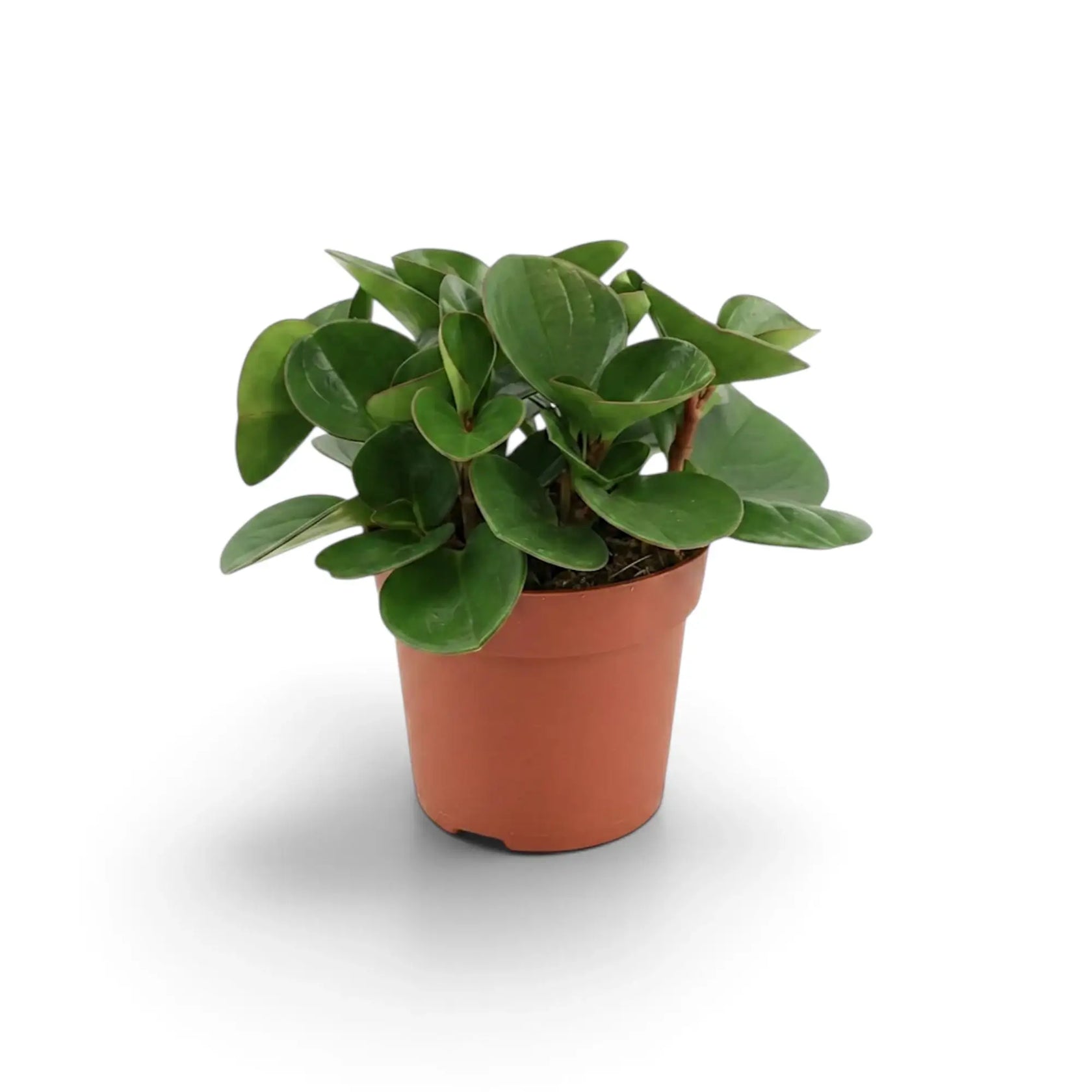 Compact Peperomia obtusifolia in a nursery pot with thick rounded leaves.