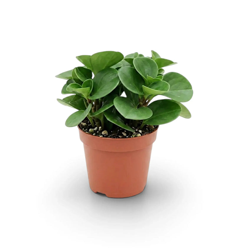 Peperomia obtusifolia von vorn mit dichtem, rundlichem Wuchs.