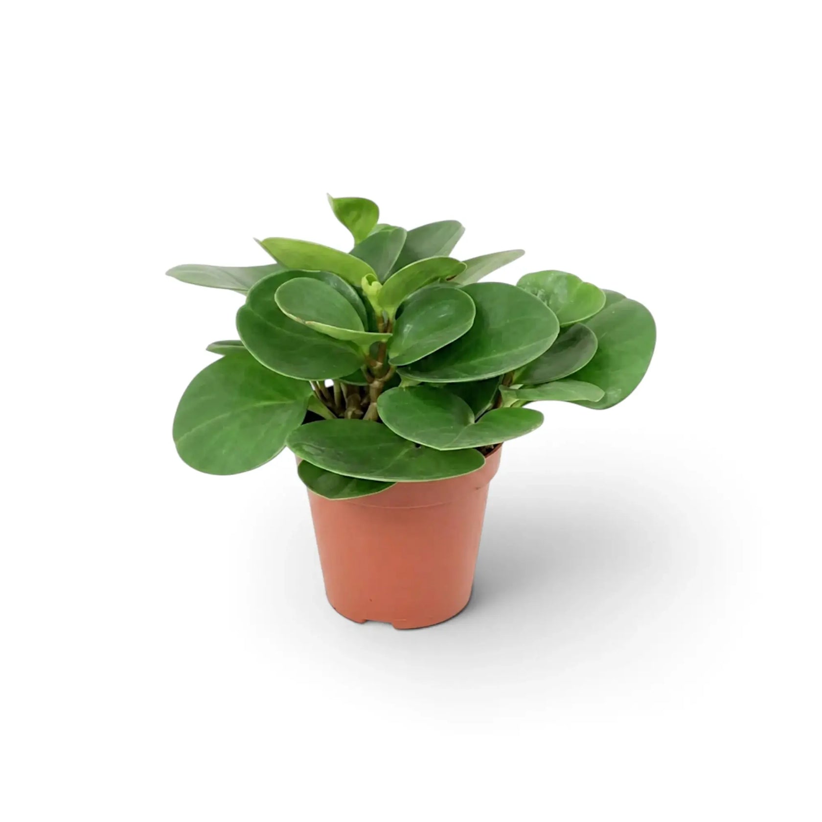 Small Peperomia obtusifolia with compact, rounded foliage in a nursery pot.