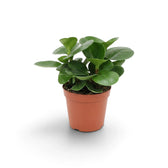 Angled Peperomia obtusifolia with red-tinged stems beneath glossy green leaves.