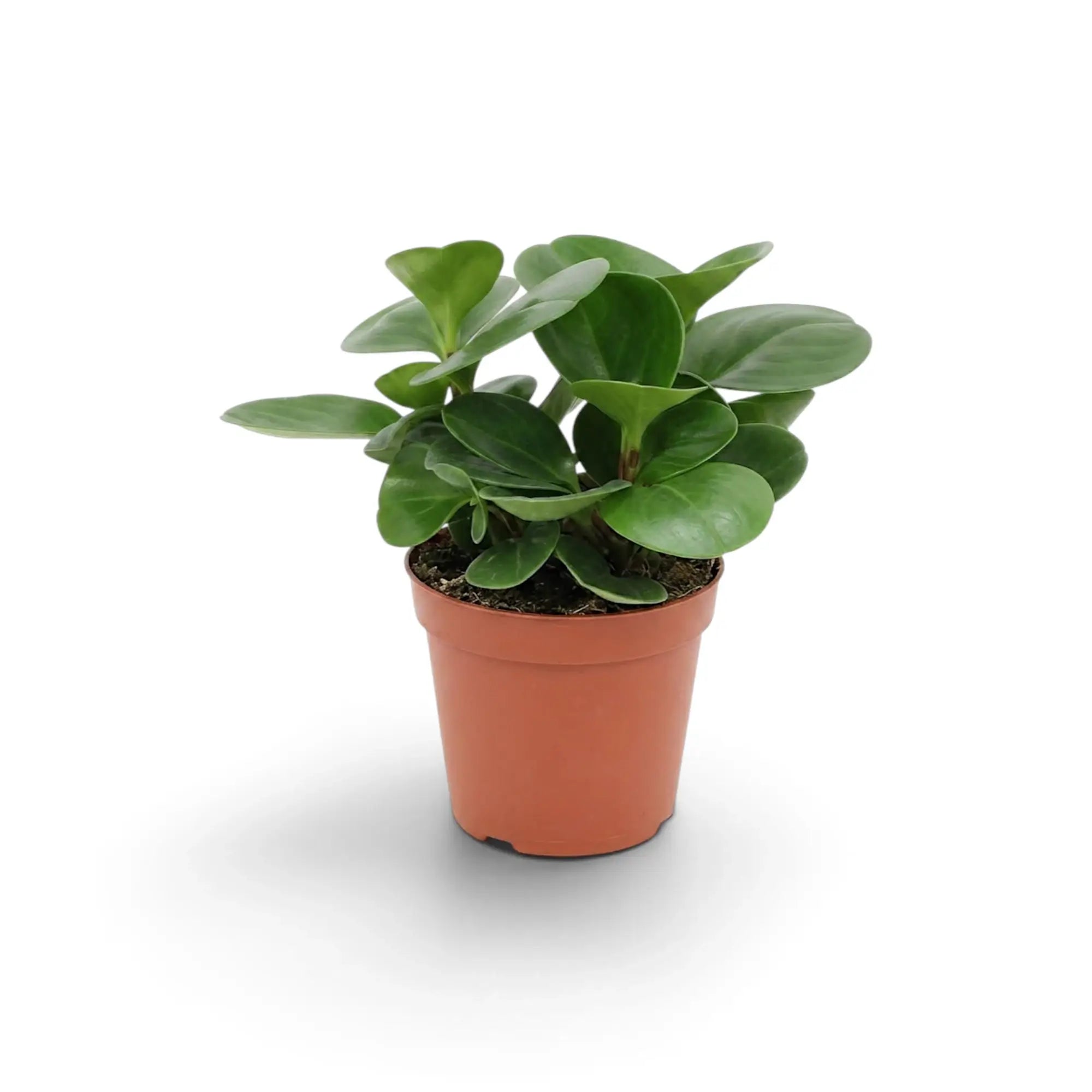Angled Peperomia obtusifolia with red-tinged stems beneath glossy green leaves.