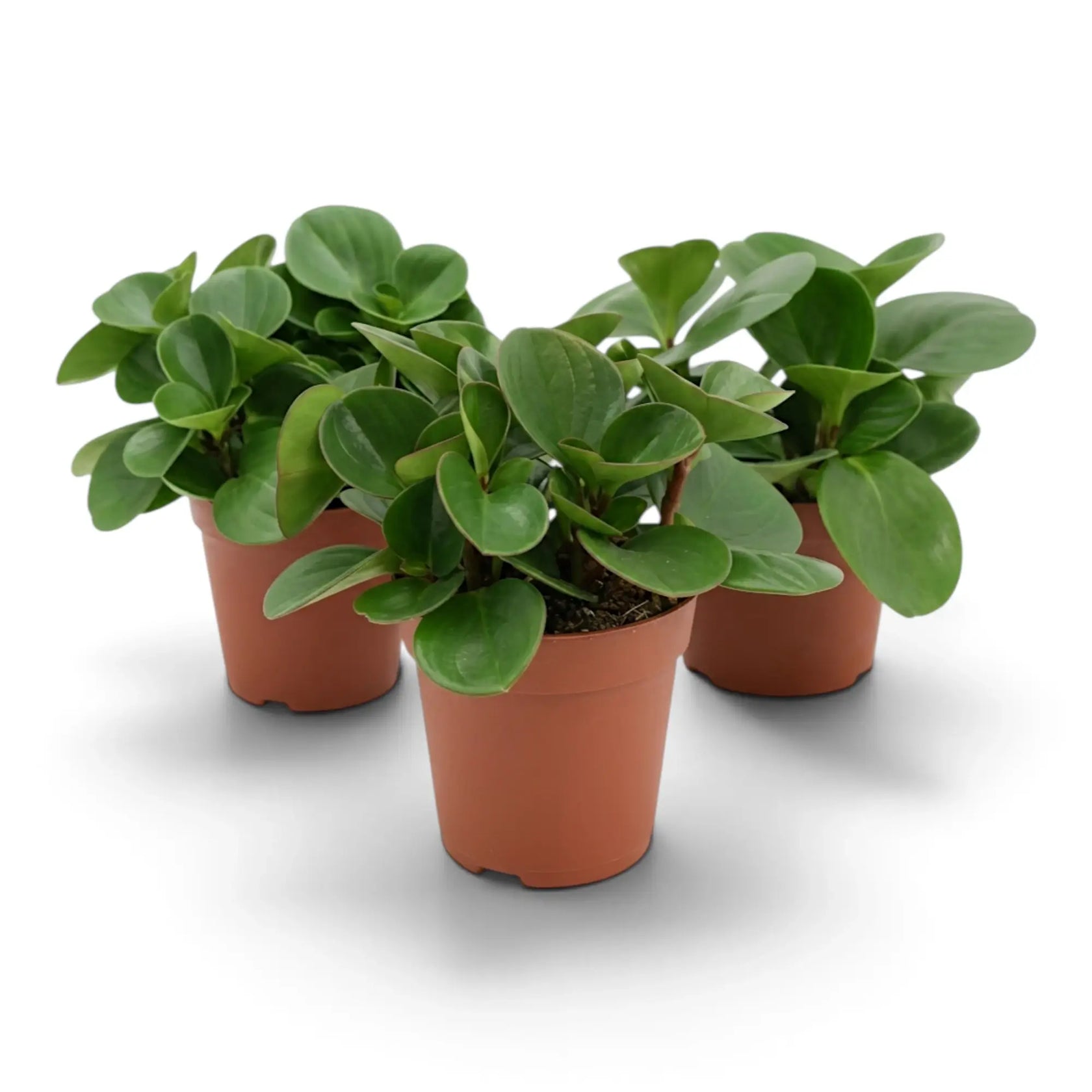 Three Peperomia obtusifolia plants showing natural variation in height and leaf shape.