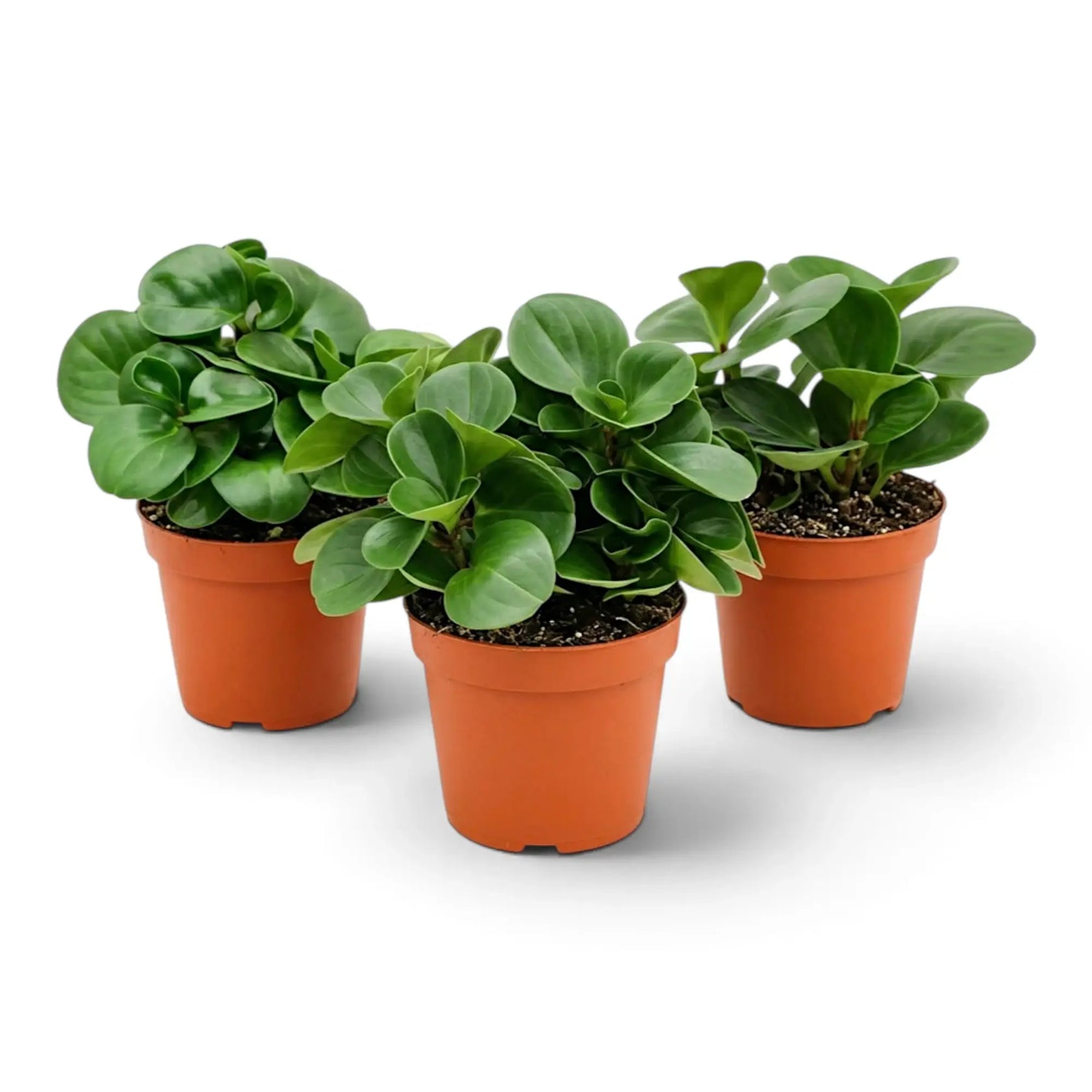 Three Peperomia obtusifolia plants with dense rounded foliage in nursery pots.