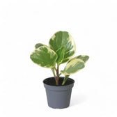 Peperomia obtusifolia 'USA' potted plant in nursery pot on white background.