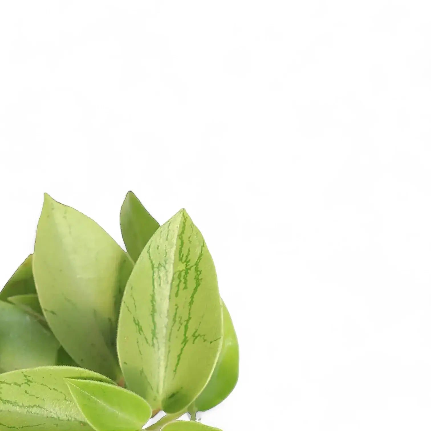 Peperomia orba 'Pixie Lime' – Blattdetail vor weißem Hintergrund..
