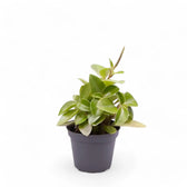 Peperomia orba 'Pixie Lime' potted plant in nursery pot on white background.