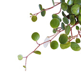 Peperomia 'Pepperspot' leaf close-up on white background.