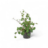 Peperomia 'Pepperspot' potted plant in nursery pot on white background.