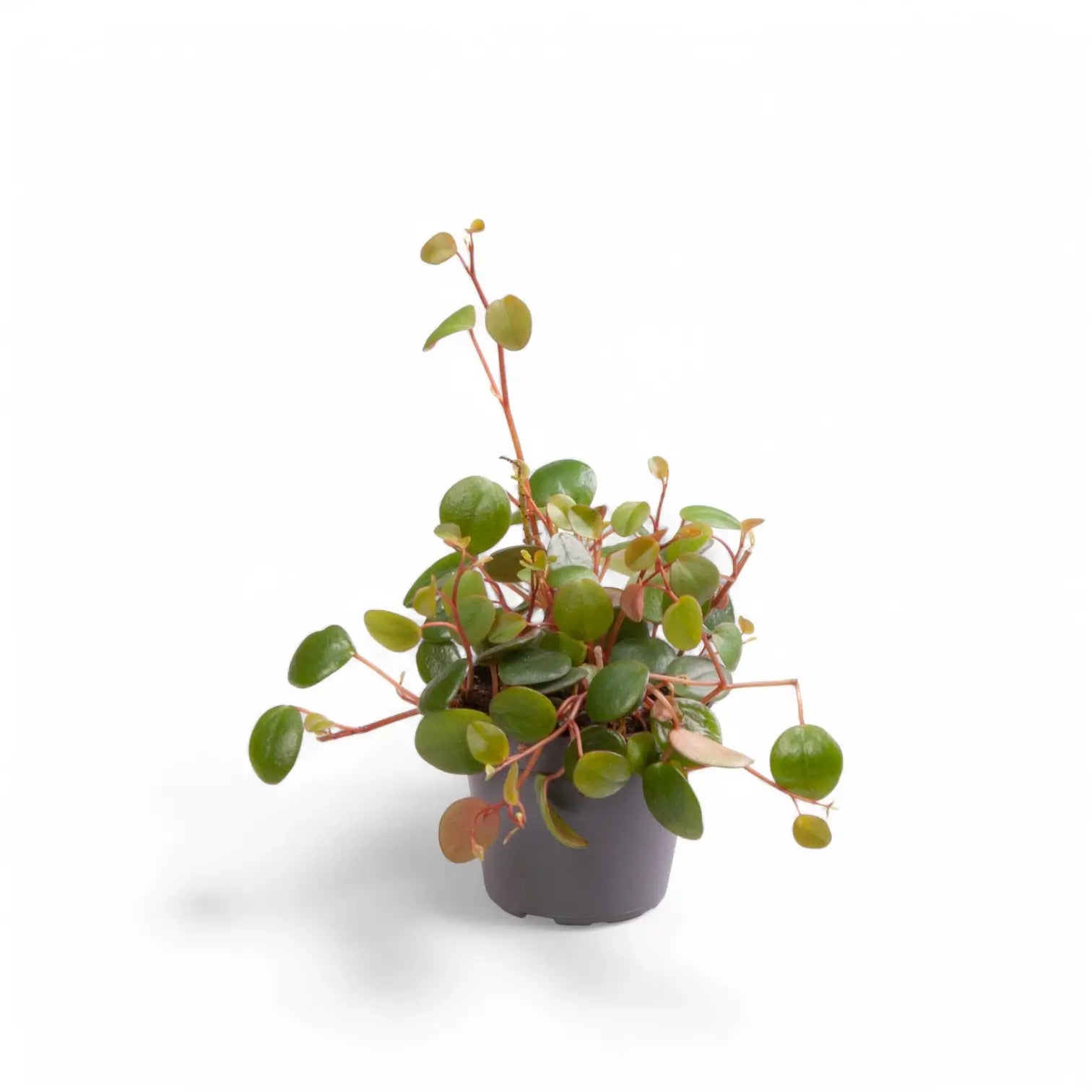 Peperomia 'Pepperspot' potted plant in nursery pot on white background.