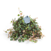 Peperomia 'Pepperspot' potted plant in nursery pot on white background.