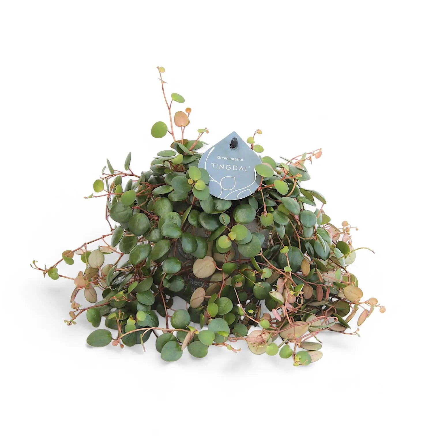 Peperomia 'Pepperspot' potted plant in nursery pot on white background.