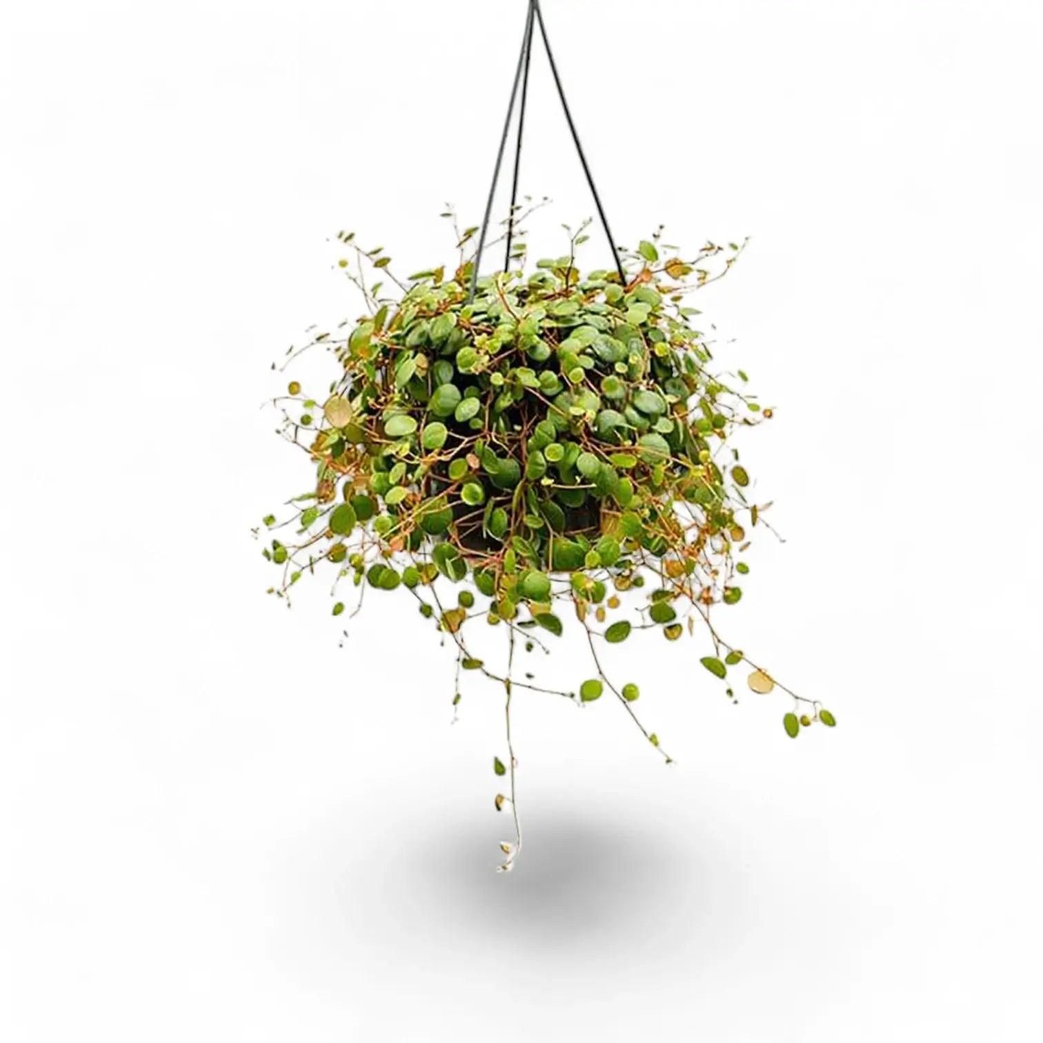 Peperomia 'Pepperspot' potted plant in nursery pot on white background.