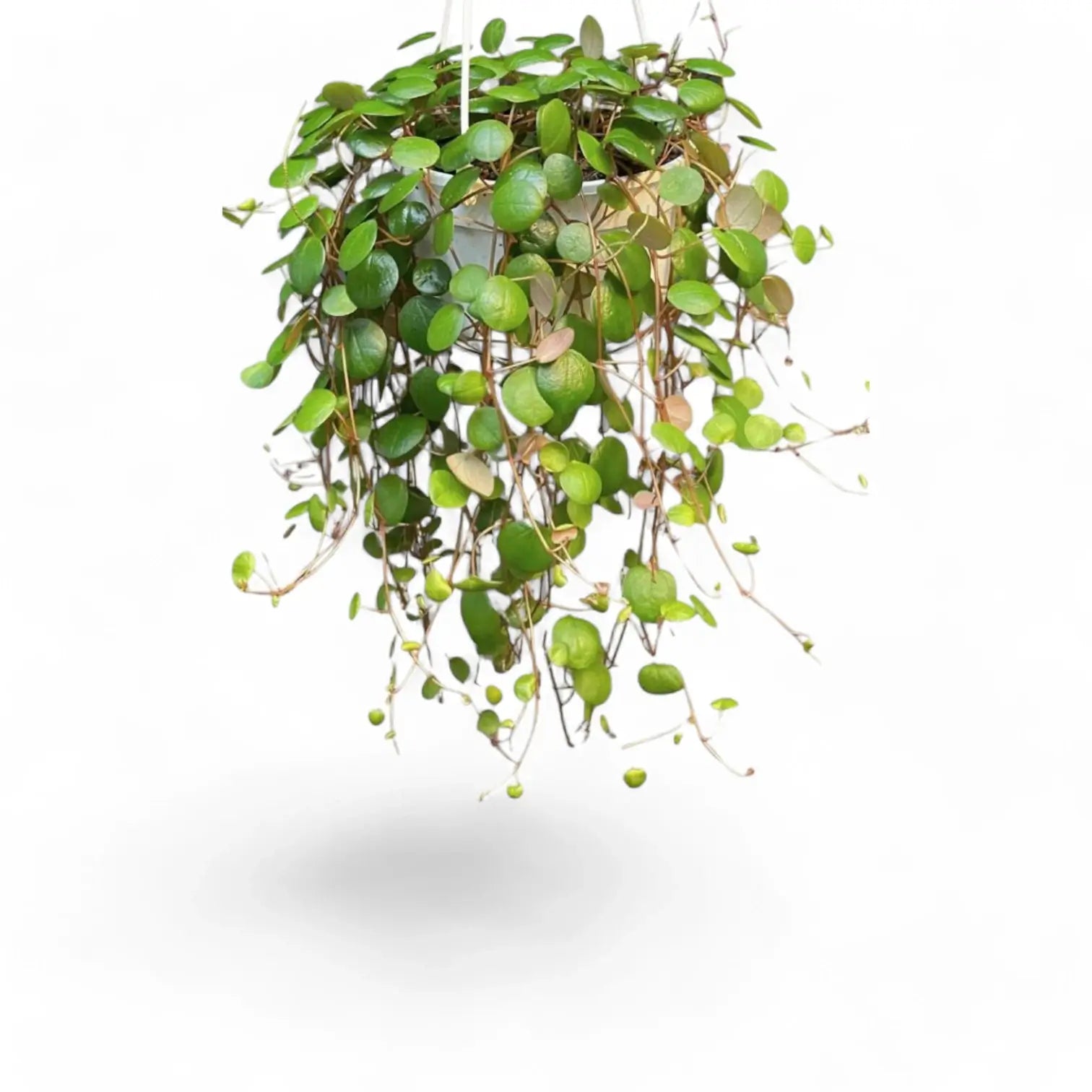Peperomia 'Pepperspot' potted plant in nursery pot on white background.