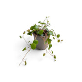 Junge Peperomia ‘Pepperspot’ mit wenigen langen Trieben, die aus einem grauen Kulturtopf herabhängen