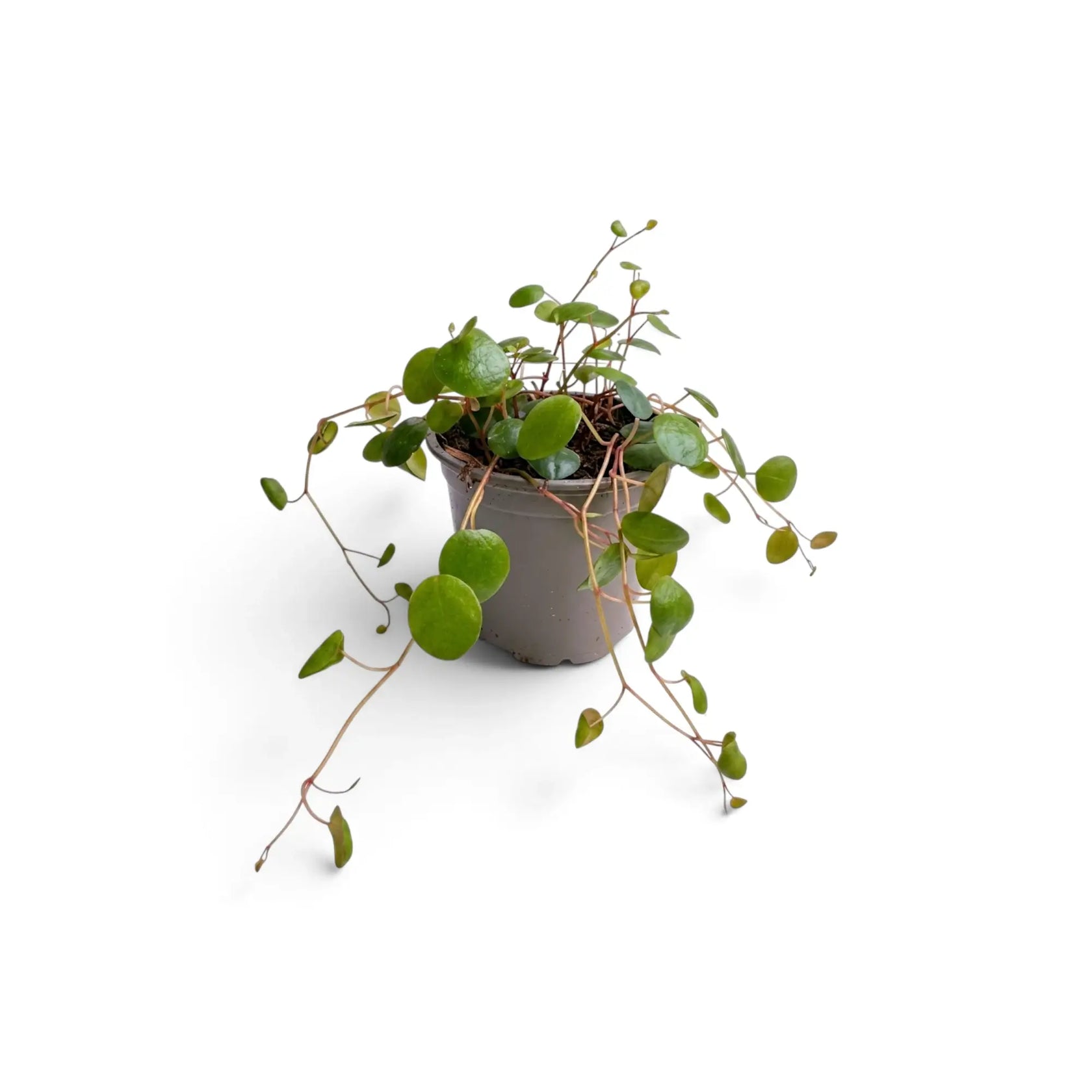 Junge Peperomia ‘Pepperspot’ mit wenigen langen Trieben, die aus einem grauen Kulturtopf herabhängen