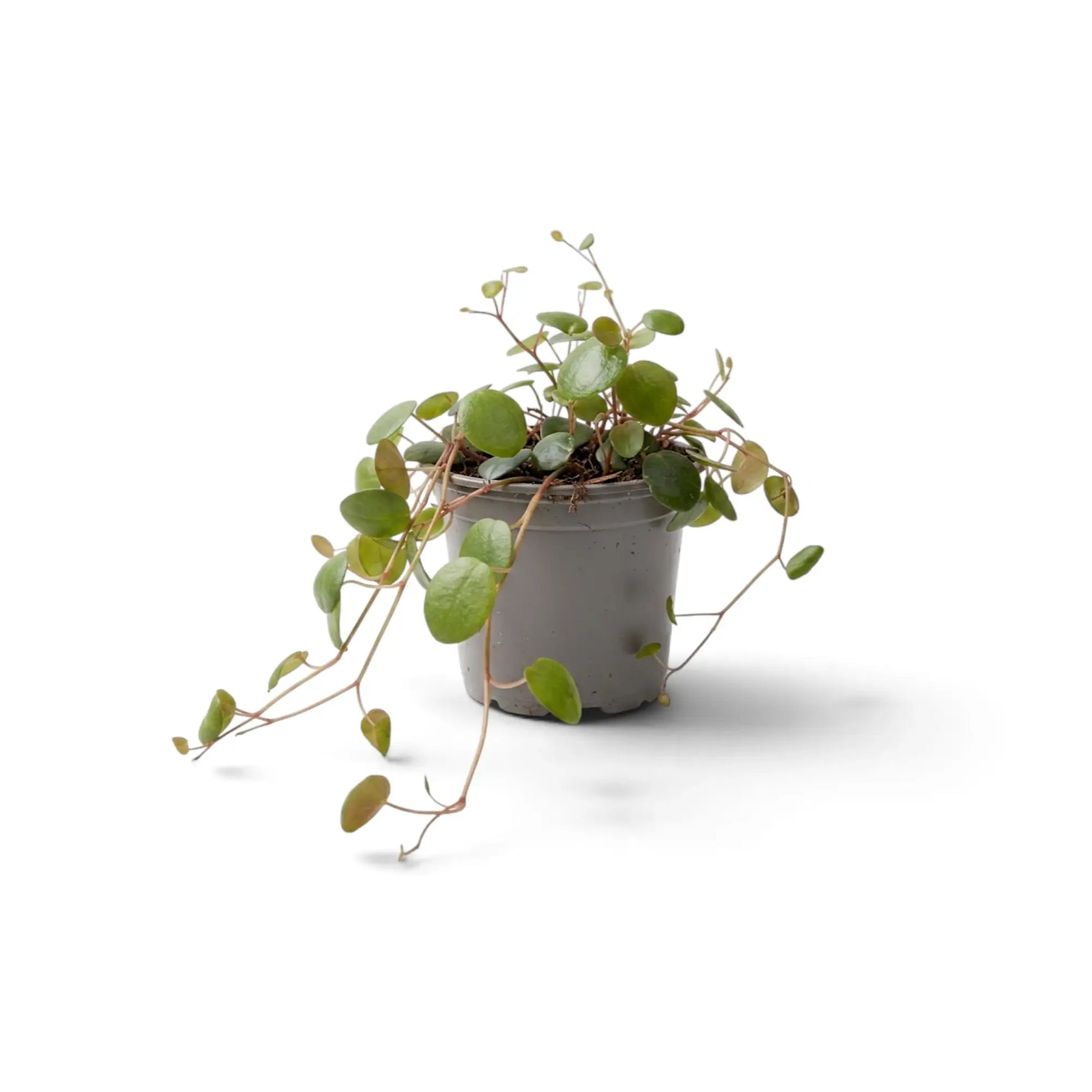 Junge Peperomia ‘Pepperspot’ von der Seite mit langen hängenden rosaroten Trieben