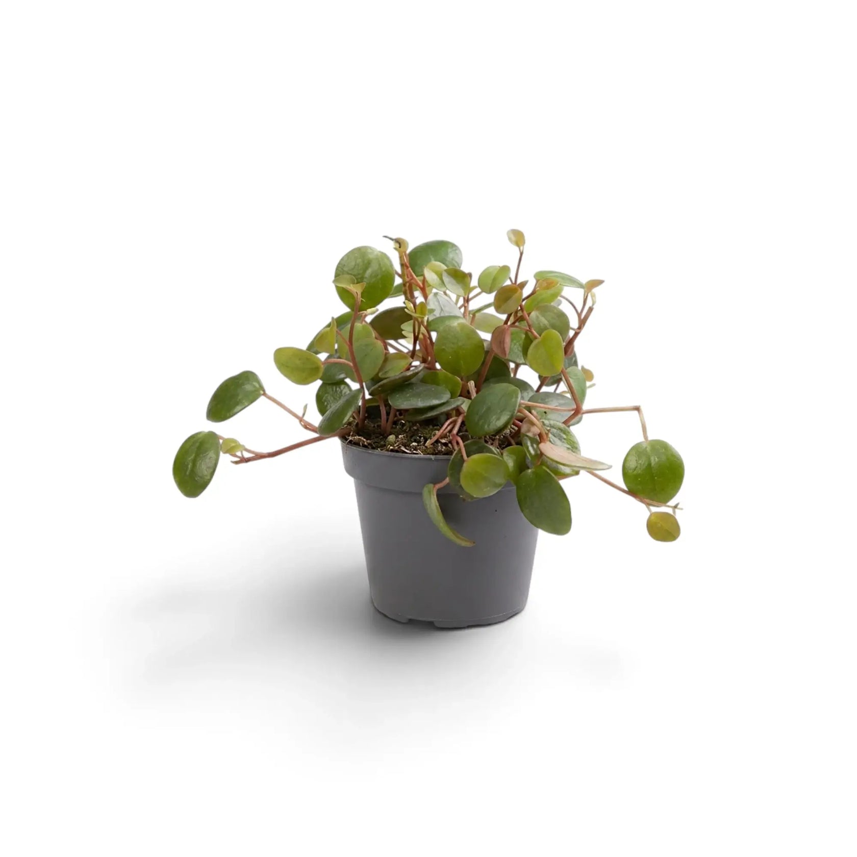 Junge Peperomia ‘Pepperspot’ mit wenigen hängenden Trieben und rundlichen Blättern