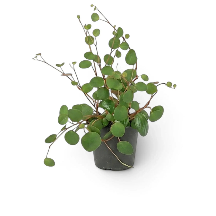 Young Peperomia 'Pepperspot' with upright round leaves and a few trailing stems