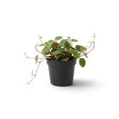 Junge Peperomia ‘Pepperspot’ mit runden Blättern und hängenden rosaroten Trieben