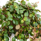 Nahaufnahme von Peperomia ‘Pepperspot’ mit münzförmigen grünen Blättern an hängenden roten Trieben