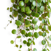 Hängende Triebe der Peperomia ‘Pepperspot’ mit runden grünen Blättern vor hellem Hintergrund