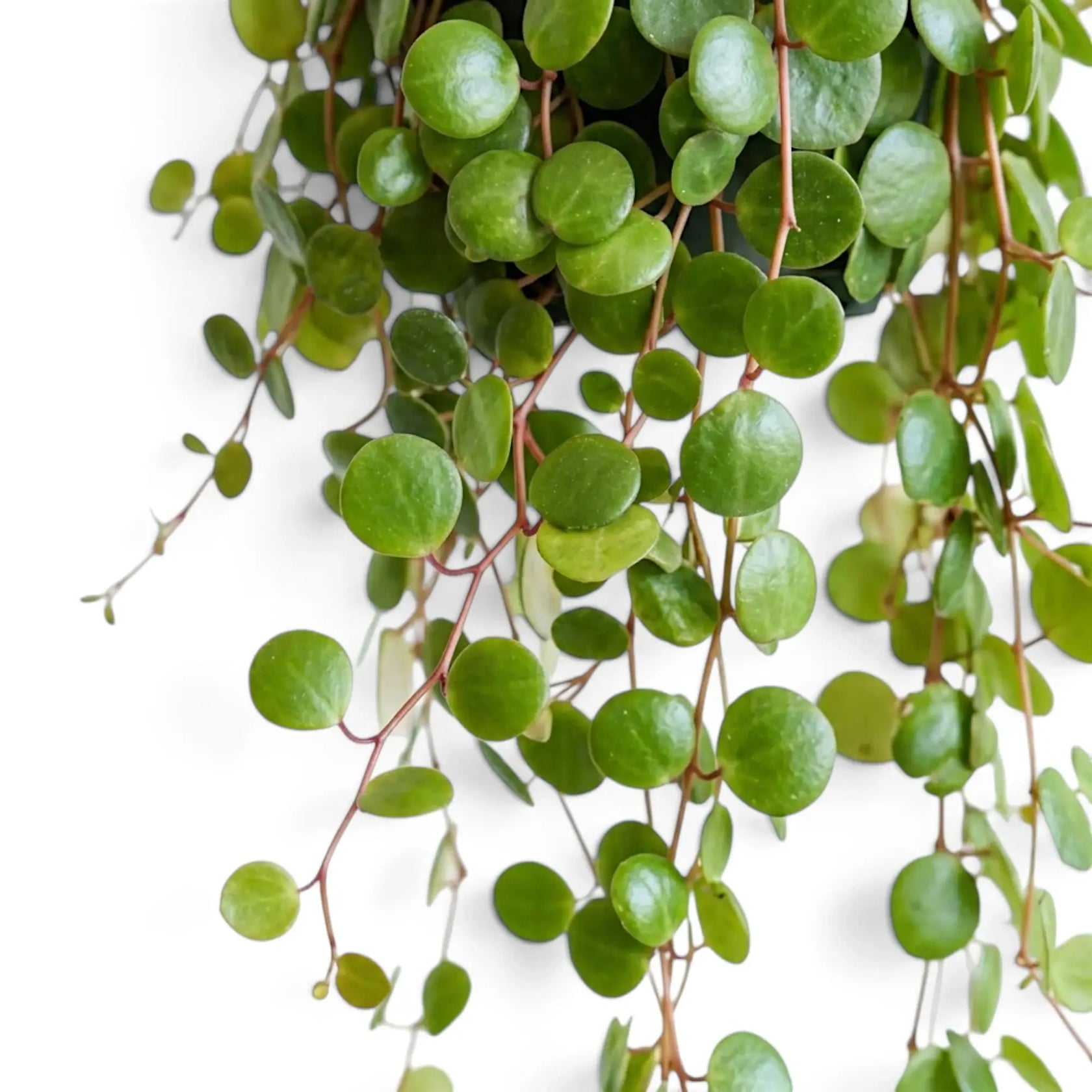 Hängende Triebe der Peperomia ‘Pepperspot’ mit runden grünen Blättern vor hellem Hintergrund