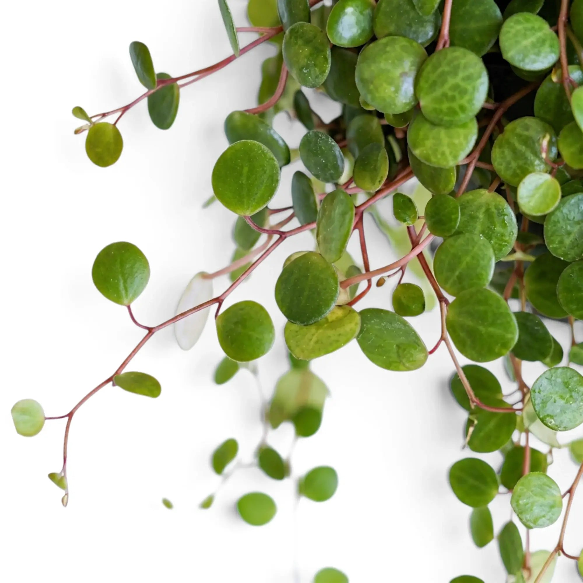 Nahaufnahme von Trieben der Peperomia ‘Pepperspot’ mit runden Blättern und schlanken roten Trieben