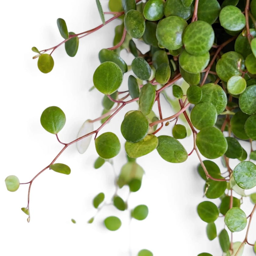 Close-up of Peperomia 'Pepperspot' vines with round leaves and slender red stems