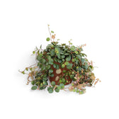 Peperomia ‘Pepperspot’ mit dichten runden Blättern, die um einen orangefarbenen Kulturtopf herabfallen