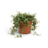 Peperomia ‘Pepperspot’ mit langen hängenden Trieben, die sich um einen orangefarbenen Kulturtopf ausbreiten